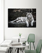 Obraz Eye of the tiger zs1219